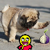 anonimal's avatar